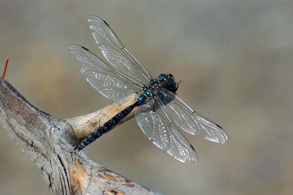 Ute Wilder - Dragonfly